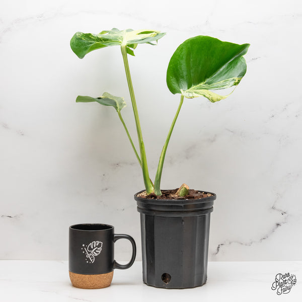 Monstera Deliciosa 'Ocean Mint' (wk46-Z)