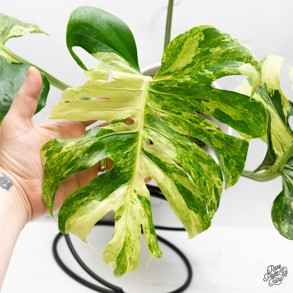 Monstera Deliciosa 'Ocean Mint' (wk48-UM)