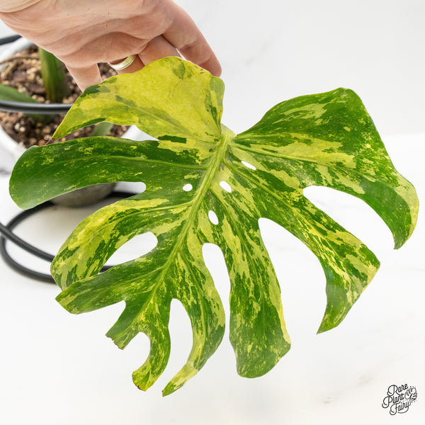 Monstera Deliciosa 'Ocean Mint' (wk49-UG)