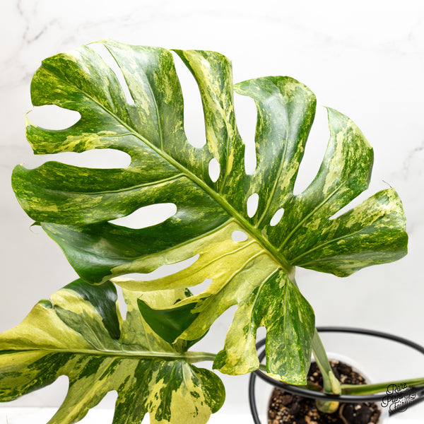 Monstera Deliciosa 'Ocean Mint' (wk50-UN)