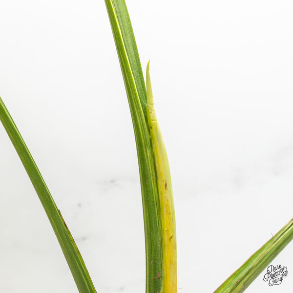 Monstera Deliciosa 'Ocean Mint' (wk50-UN)