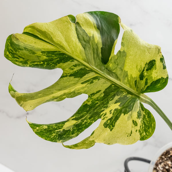 Monstera Deliciosa 'Ocean Mint' (wk6-UO)