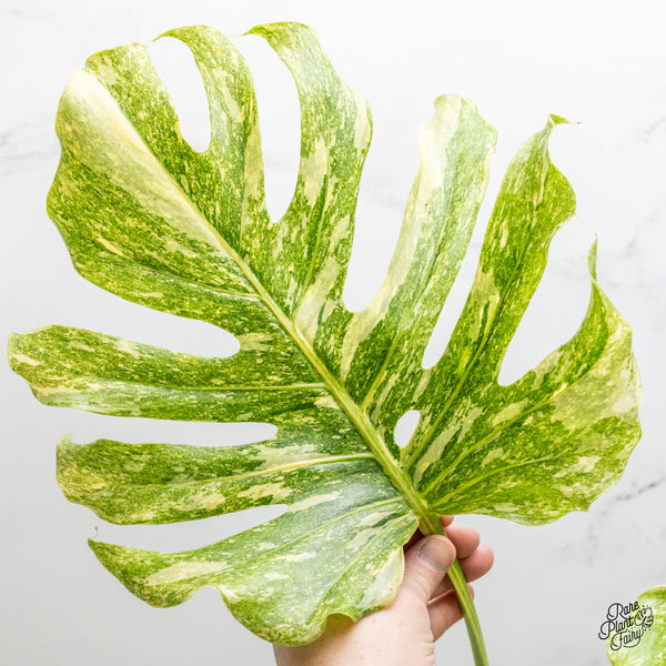 Monstera Deliciosa 'Platinum' (wk51-UK)