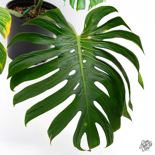Monstera deliciosa 'Tattoo' *XL* (wk42-A)