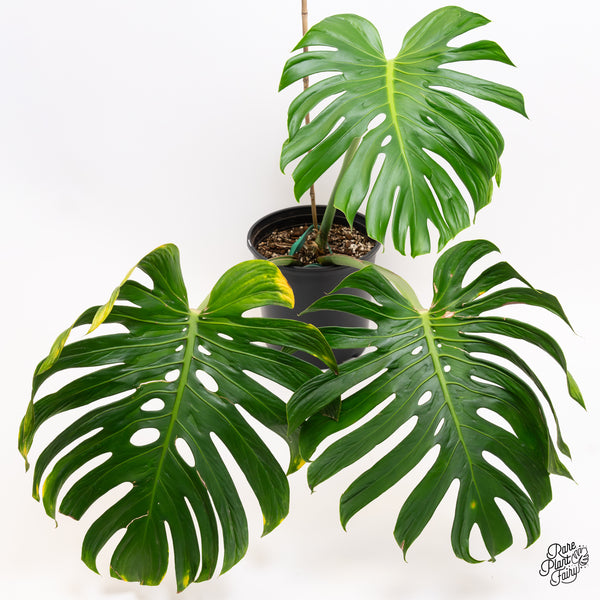 Monstera deliciosa 'Tattoo' *XL* (wk42-A)