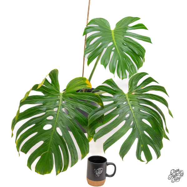 Monstera deliciosa 'Tattoo' *XL* (wk42-A)