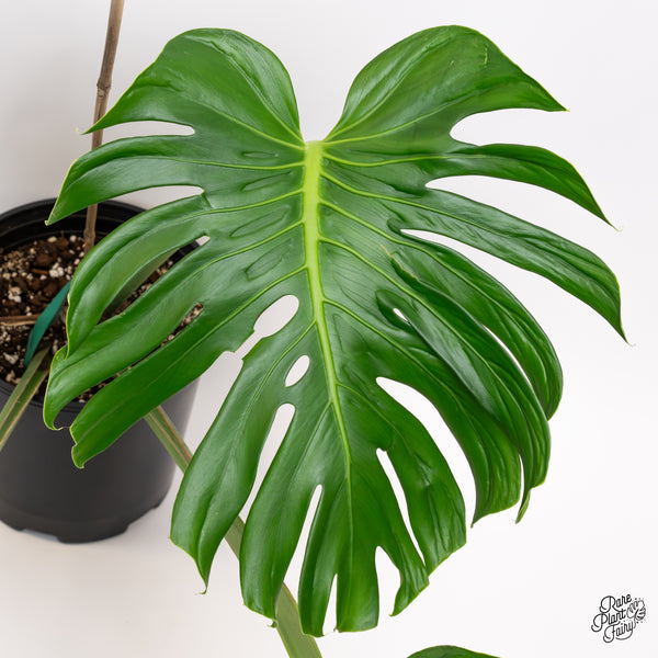 Monstera deliciosa 'Tattoo' *XL* (wk42-A)