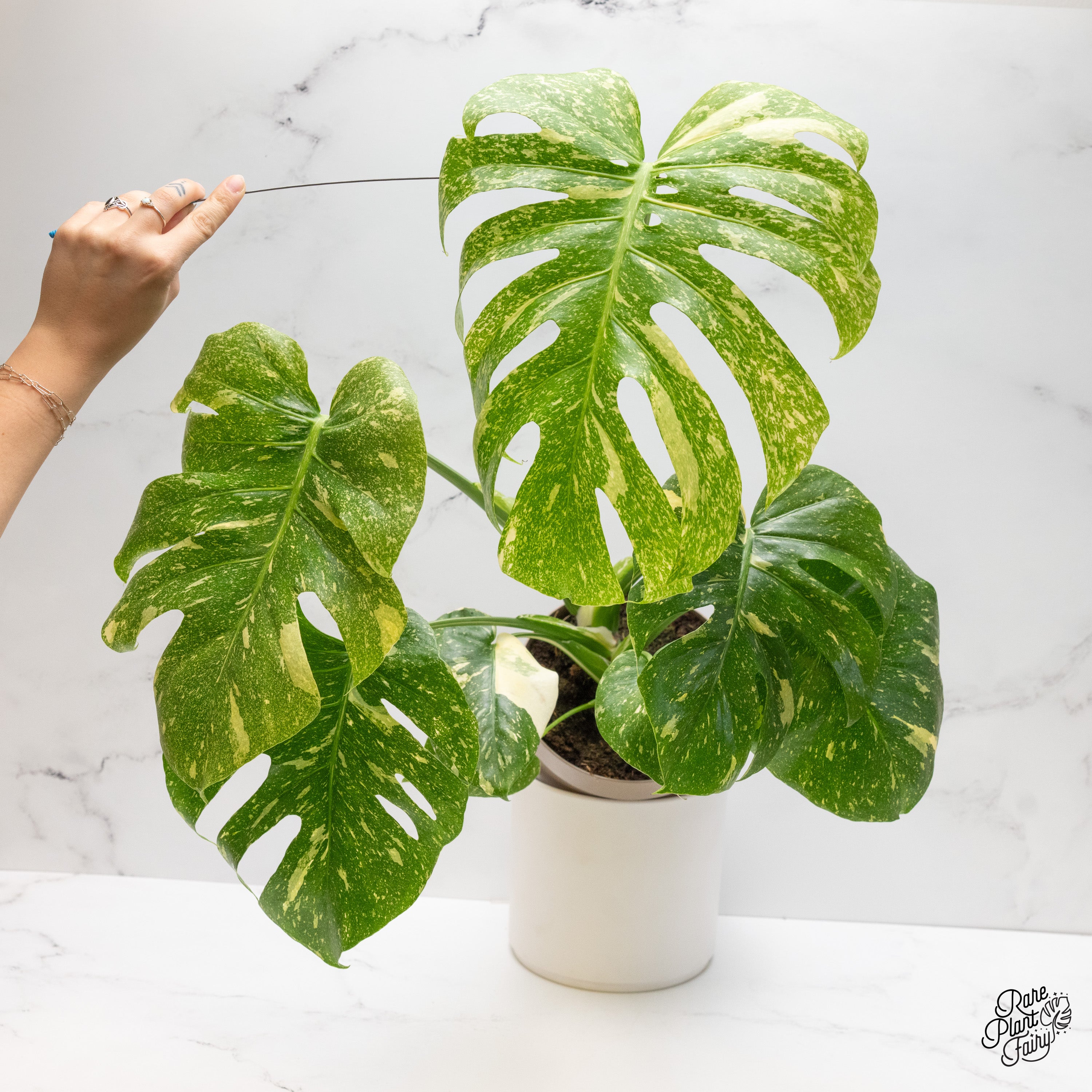 Monstera Deliciosa Thai Constellation Mutation *starlight pattern