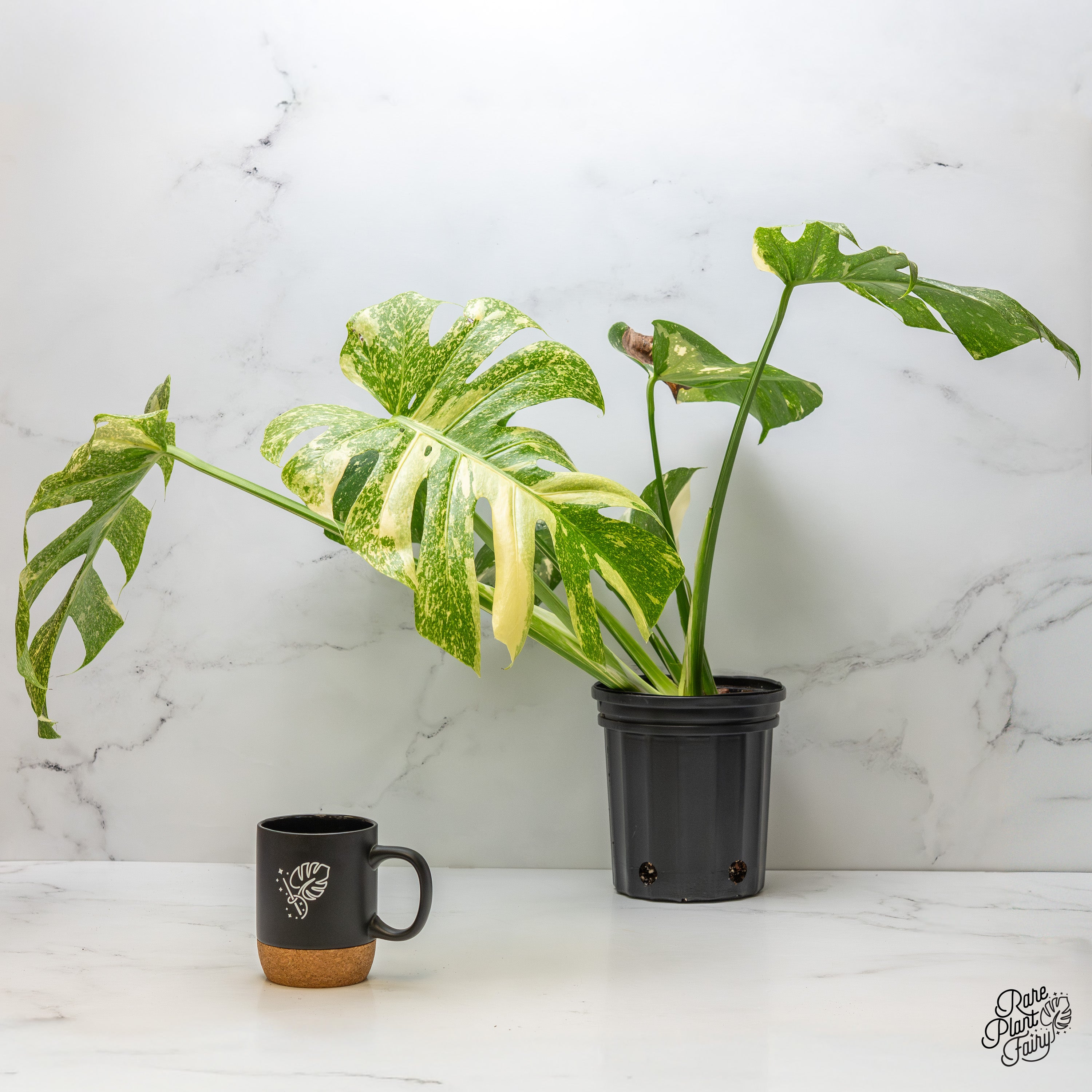 Monstera Deliciosa Thai Constellation Mutation *starlight pattern