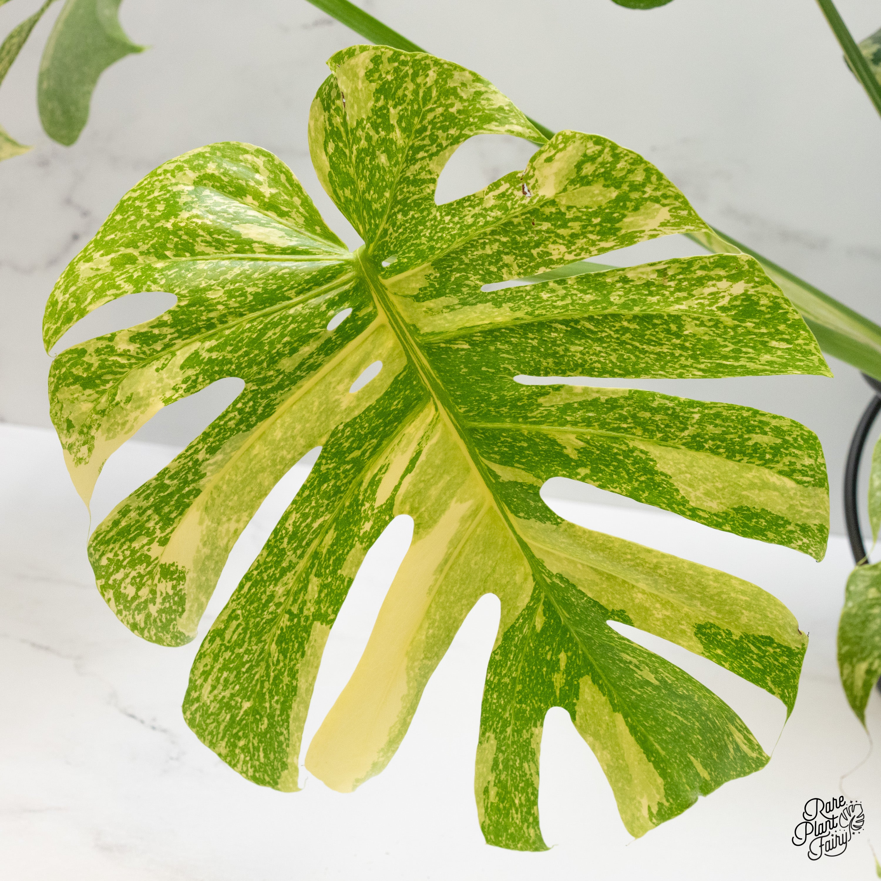 Monstera Deliciosa Thai Constellation Mutation *starlight pattern