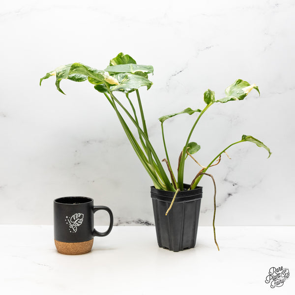 Monstera Deliciosa Thai constellation Tricolor *Contorted* (wk50-B)