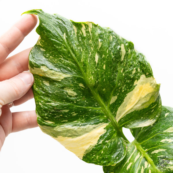 Monstera Deliciosa Thai constellation Tricolor *Contorted* (wk50-B)