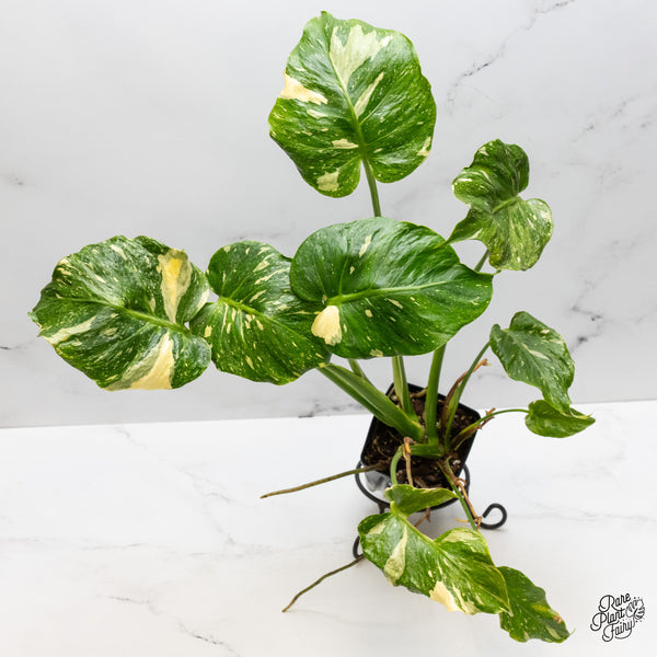 Monstera Deliciosa Thai constellation Tricolor *Contorted* (wk50-B)