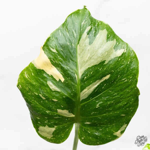 Monstera Deliciosa Thai constellation Tricolor *Contorted* (wk50-B)