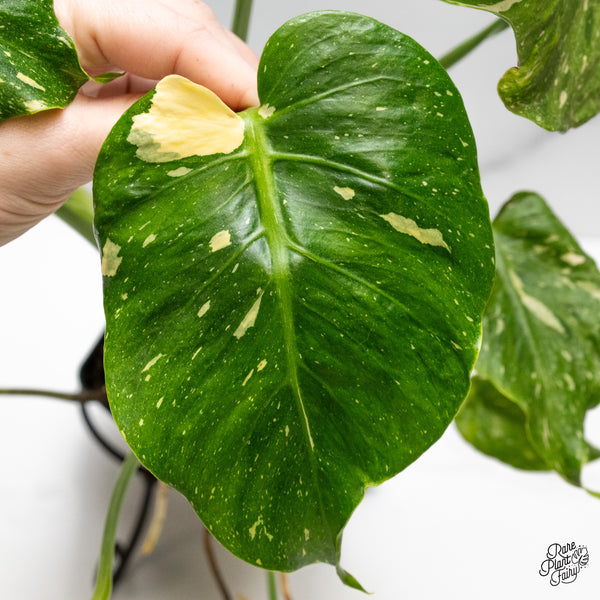 Monstera Deliciosa Thai constellation Tricolor *Contorted* (wk50-B)