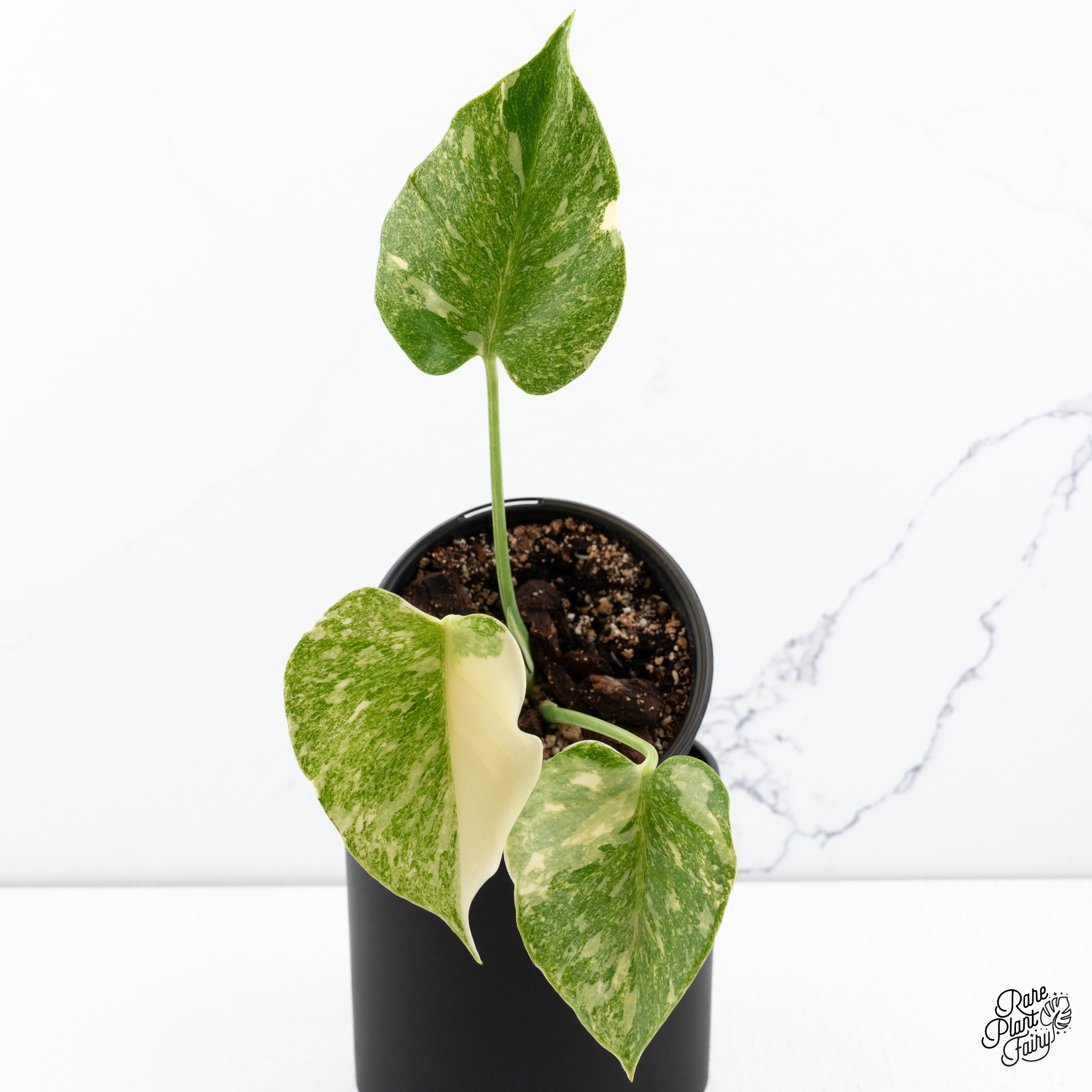 Monstera Deliciosa Thai Constellation Platinum (wk41-B) – Rare