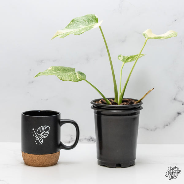 Monstera Deliciosa 'Platinum' (wk49-C)