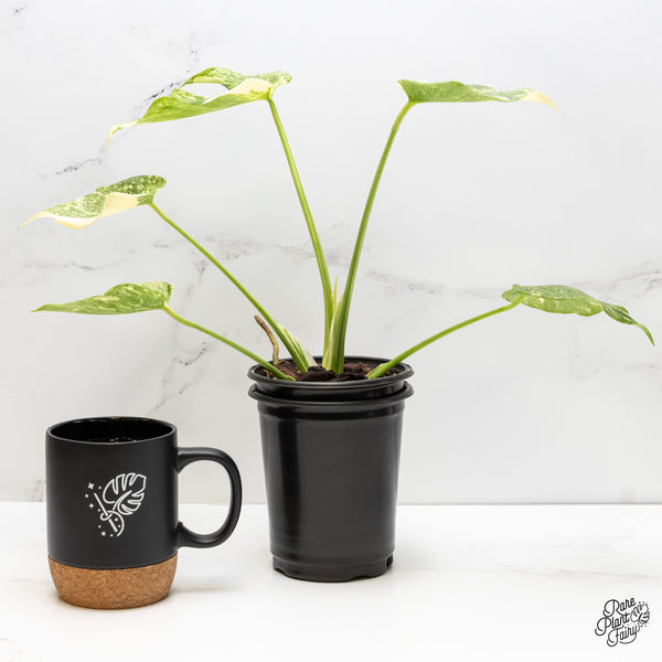 Monstera Deliciosa 'Thai Constellation' "Platinum" (wk6-UK)