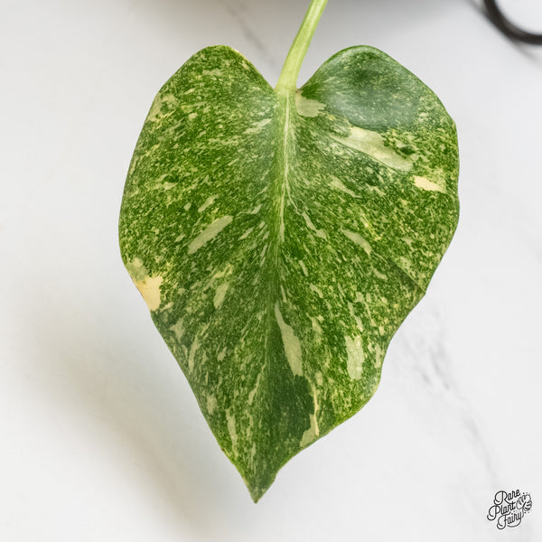 Monstera Deliciosa 'Thai Constellation' "Platinum" (wk6-UK)
