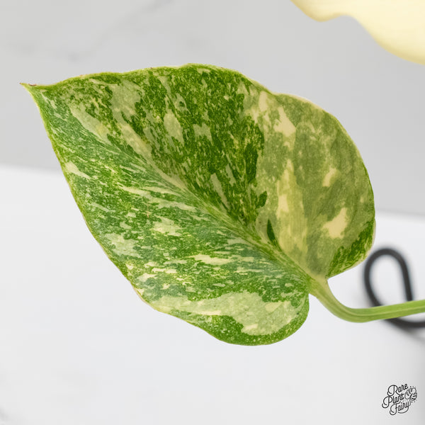 Monstera Deliciosa 'Thai Constellation' "Platinum" (wk6-UK)