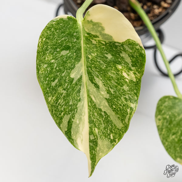 Monstera Deliciosa 'Thai Constellation' "Platinum" (wk6-UK)