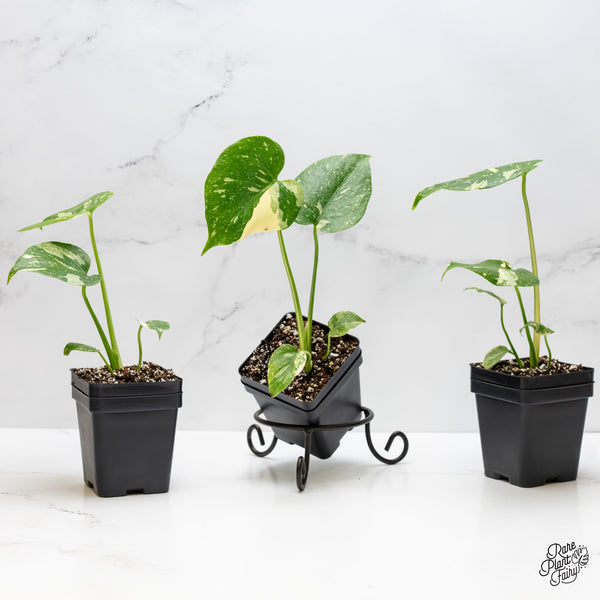Monstera deliciosa 'Thai Constellation' starter *Grower's choice*
