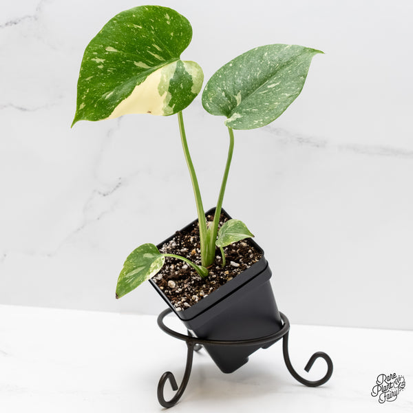 Monstera deliciosa 'Thai Constellation' starter *Grower's choice*