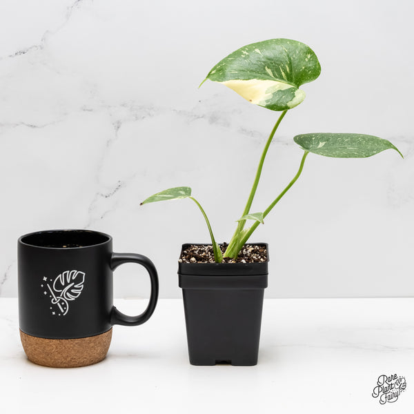 Monstera deliciosa 'Thai Constellation' starter *Grower's choice*