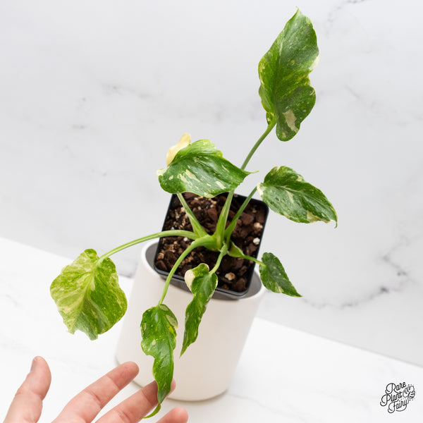 Monstera Deliciosa Thai Constellation Tricolor *Contorted* (wk45-G)