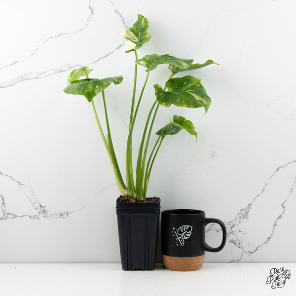 Monstera Deliciosa 'Thai Constellation' Tricolor *Contorted* (wk48-B)