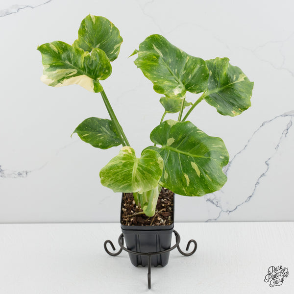 Monstera Deliciosa 'Thai Constellation' Tricolor *Contorted* (wk48-B)