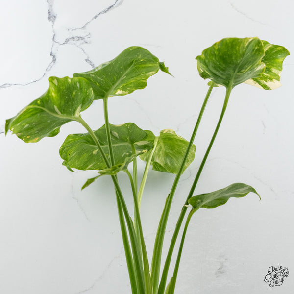 Monstera Deliciosa 'Thai Constellation' Tricolor *Contorted* (wk48-B)