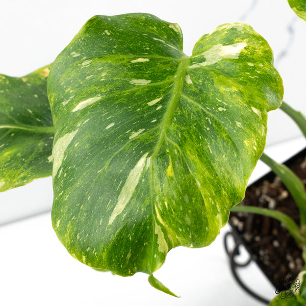 Monstera Deliciosa 'Thai Constellation' Tricolor *Contorted* (wk48-B)