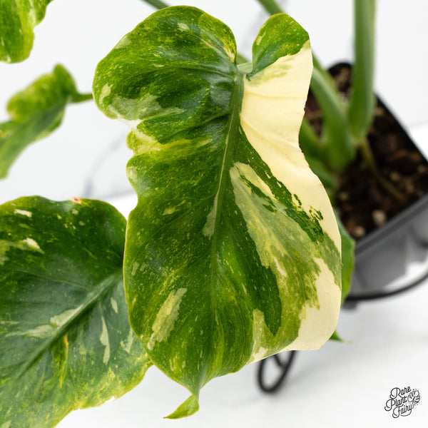 Monstera Deliciosa 'Thai Constellation' Tricolor *Contorted* (wk48-B)