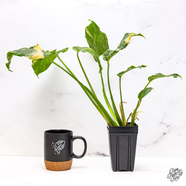 Monstera Deliciosa Thai Constellation Tricolor *Contorted* (wk42-I)