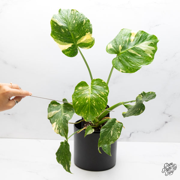 Monstera Deliciosa Thai Constellation Tricolor *Contorted* (wk42-I)