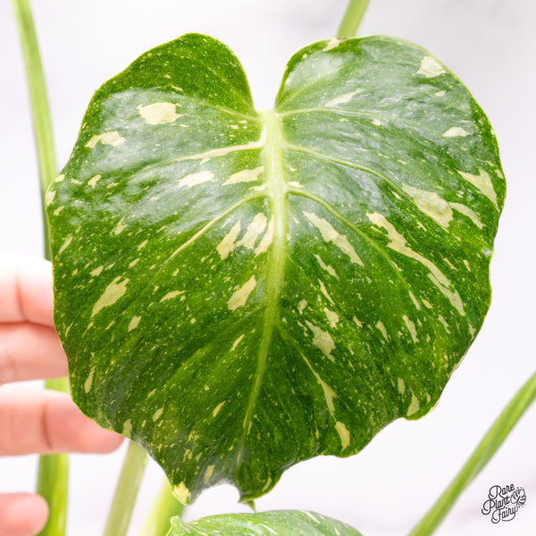 Monstera Deliciosa Thai Constellation Tricolor *Contorted* (wk42-I)