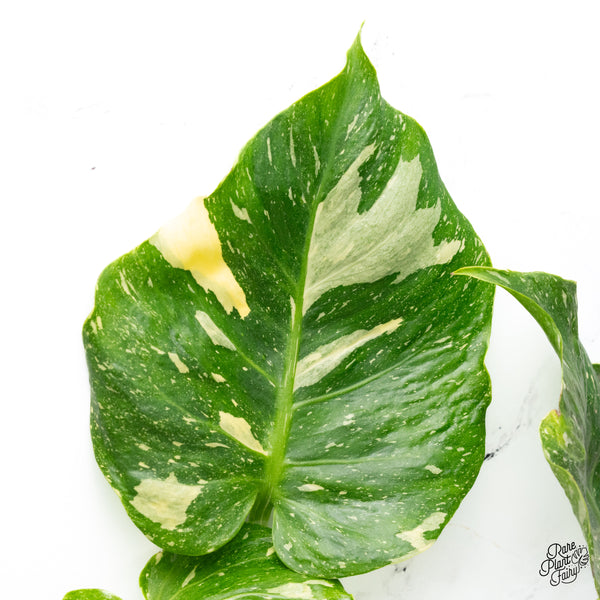 Monstera Deliciosa Thai Constellation Tricolor *Contorted* (wk42-I)