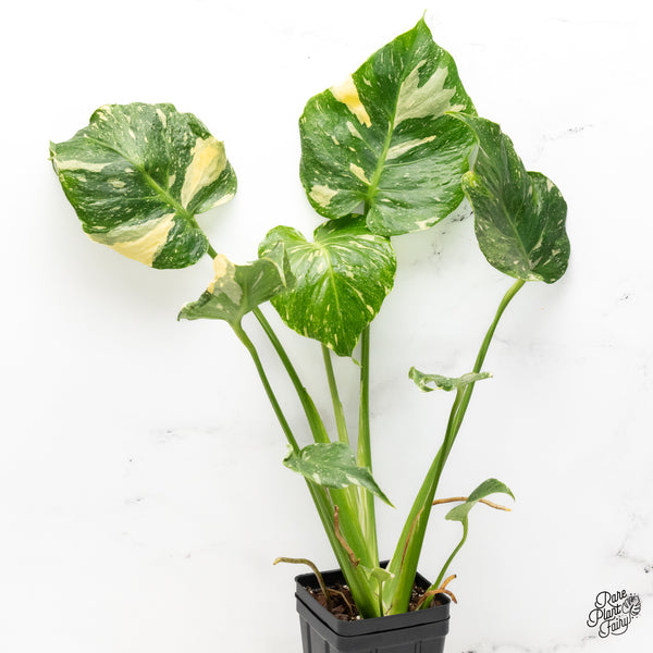 Monstera Deliciosa Thai Constellation Tricolor *Contorted* (wk42-I)