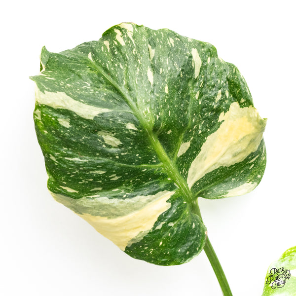 Monstera Deliciosa Thai Constellation Tricolor *Contorted* (wk42-I)