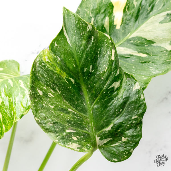 Monstera Deliciosa Thai Constellation Tricolor *Contorted* (wk42-I)