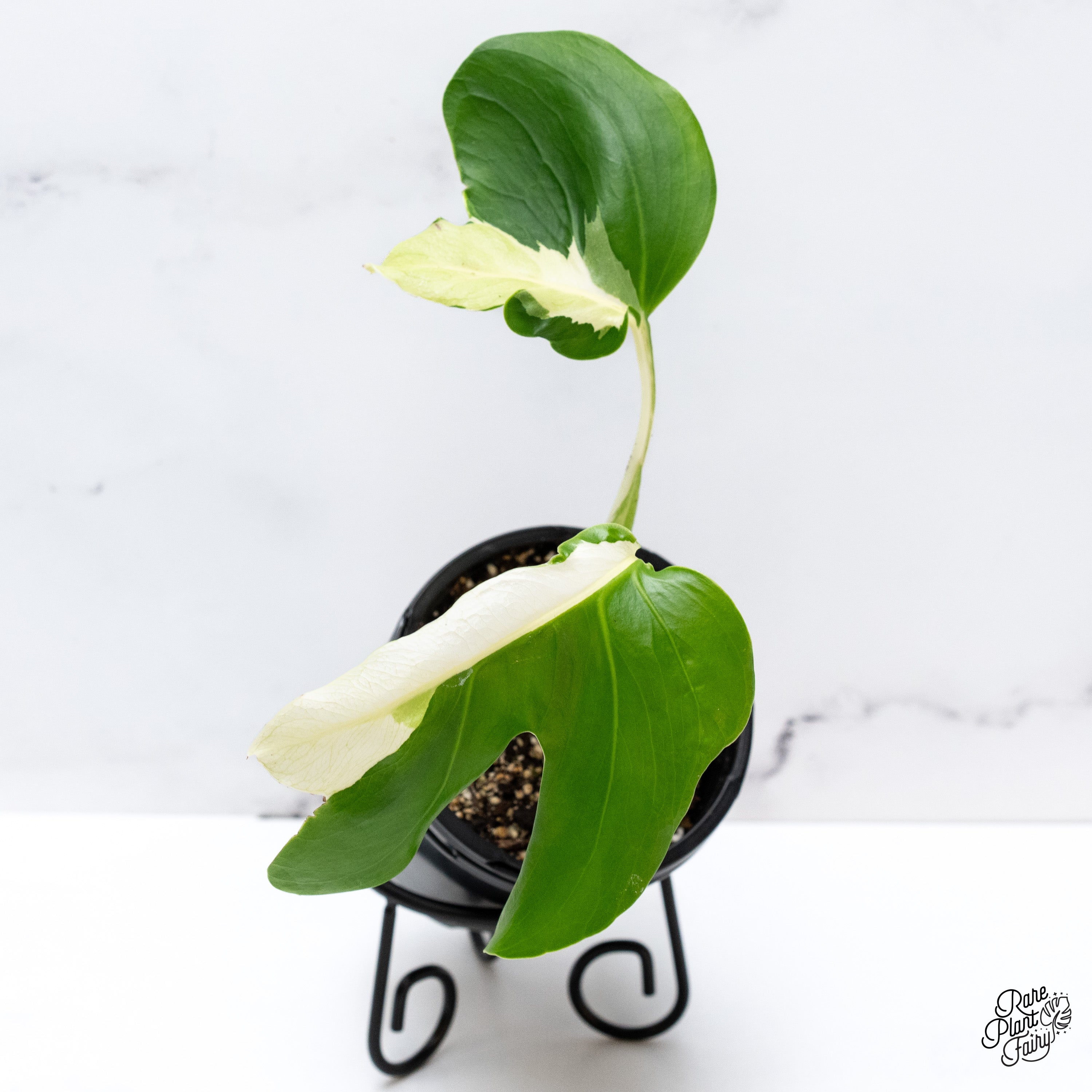 Monstera White Lava Varモンステラ ホワイトラヴァ 斑入り Monstera deliciosa White Lava – Amazon Garden Thailand