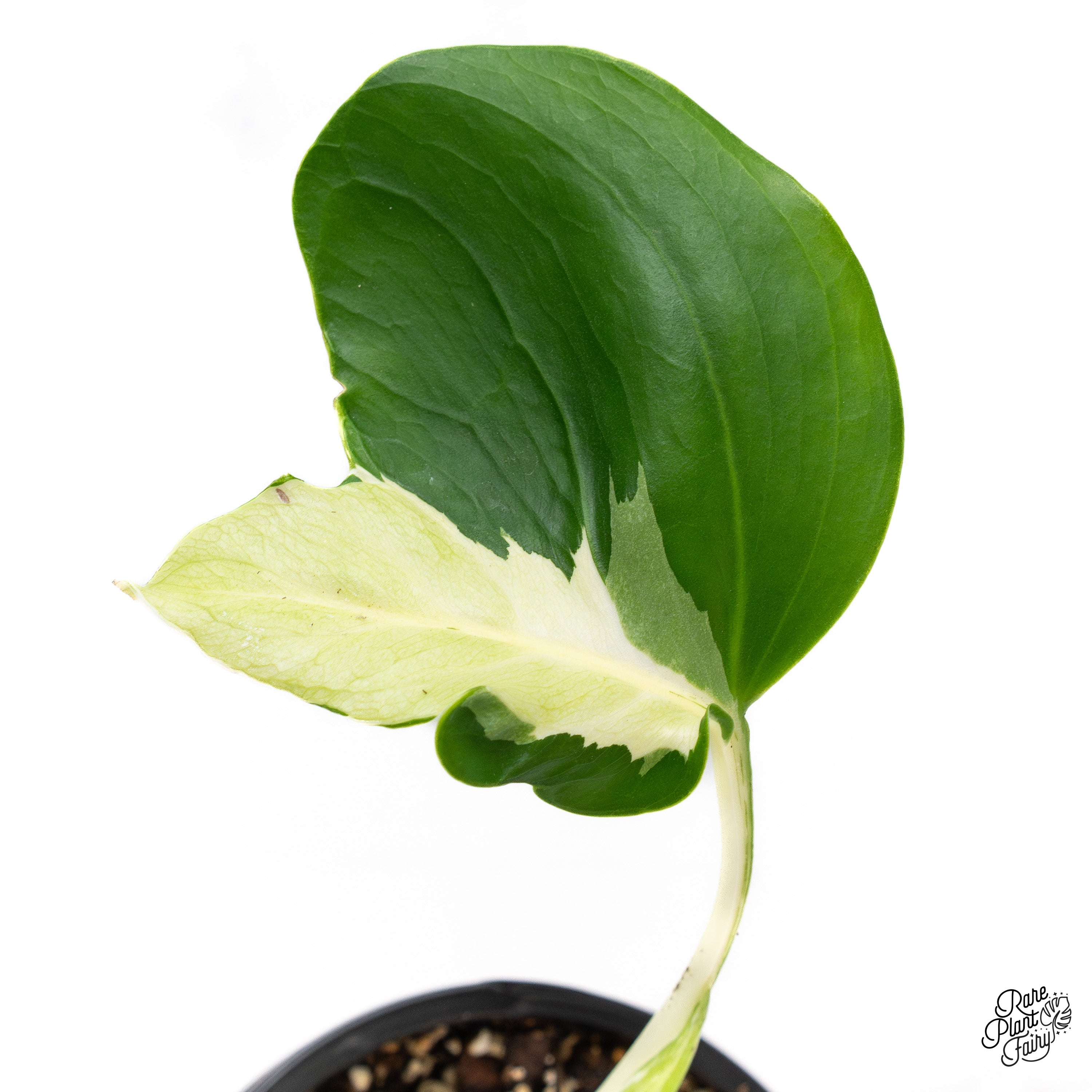 Monstera White Lava Varモンステラ ホワイトラヴァ 斑入り モンステラ・ホワイトゴースト・ラヴァ？ : r/RareHouseplants