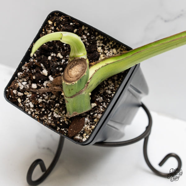 Monstera Deliciosa 'White Lava' (wk1-US)