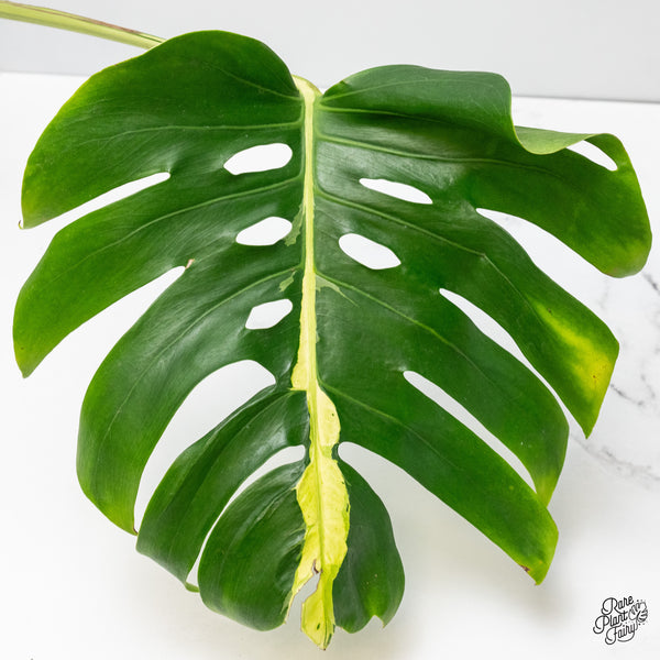 Monstera Deliciosa 'White Lava' (wk1-US)