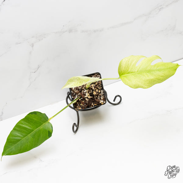 Monstera Deliciosa 'White Lava' (wk3-UP)