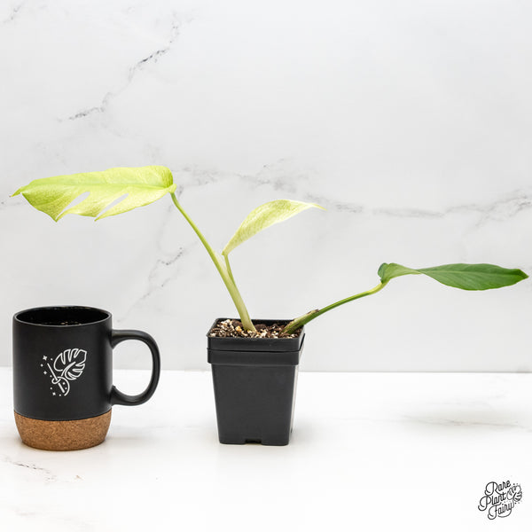 Monstera Deliciosa 'White Lava' (wk3-UP)