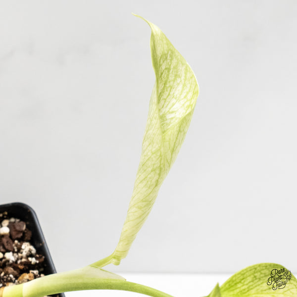 Monstera Deliciosa 'White Lava' (wk3-UP)