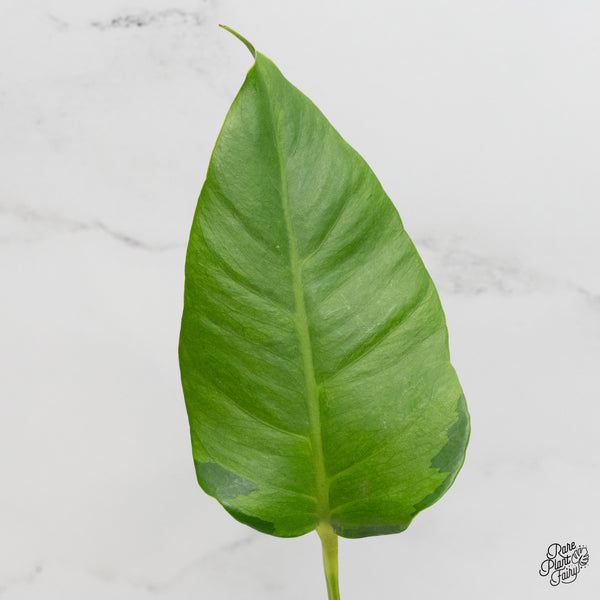 Monstera Deliciosa 'White Lava' (wk3-UP)