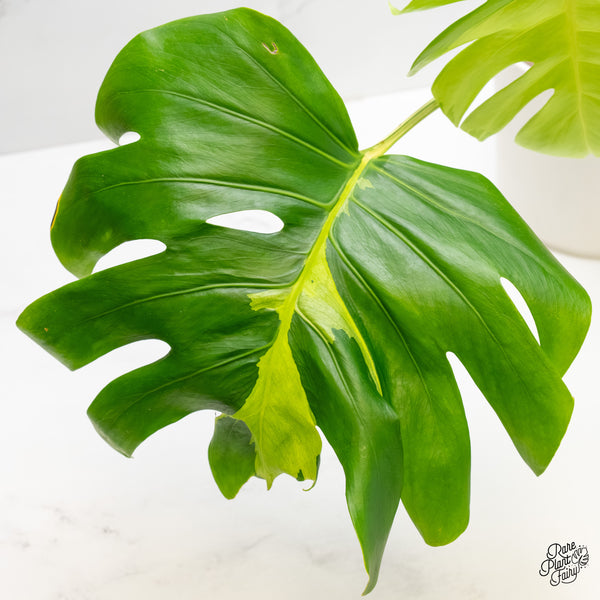 Monstera Deliciosa 'White Lava' (wk5-US)